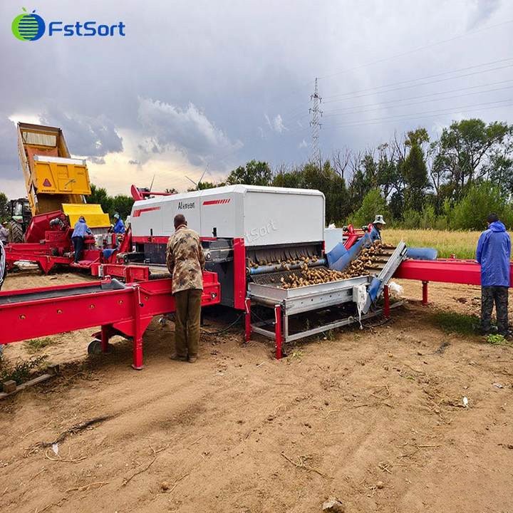 Machine de tri optique de pommes de terre de haute-précision pour une efficacité maximale