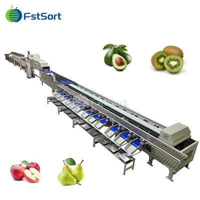 Machine de traitement de tri de cirage de séchage de lavage de fruits d'avocat